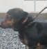 Bobik m� nov� domov