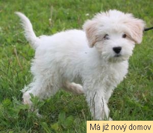 Apol�nka
