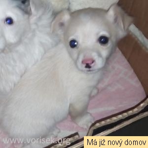 Aurorka