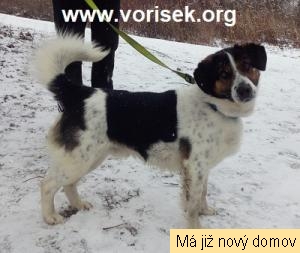 Bob�k