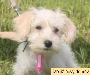 Bobina