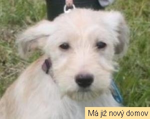 Bo�ek
