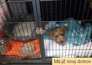 Cip�sek