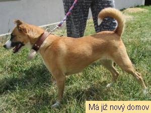 Cora