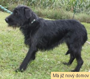 Dalinka