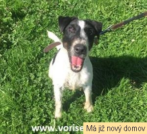 Darius z Jalovcov� louky