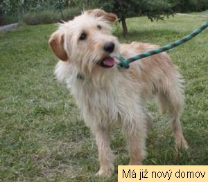 Dominik