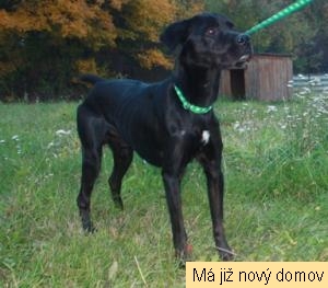 Dumas Dumas