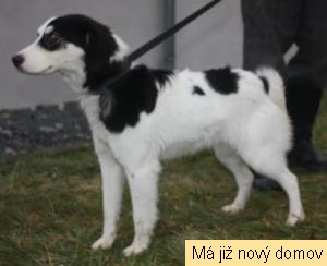 Elv�rka