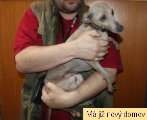 Enzi