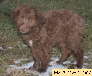 Fanda
