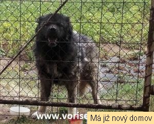 Golia�