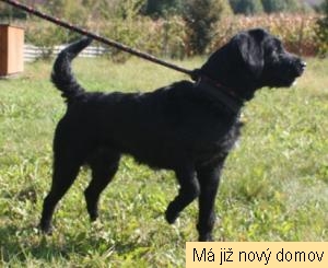 Igor