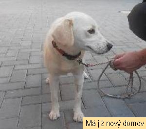 Jogi