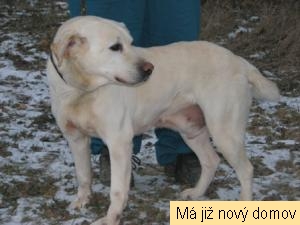 Kosby