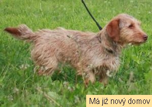 Lassie