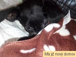 veter�nka Ad�lka 