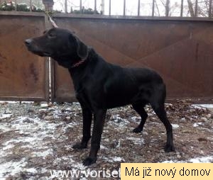 Marodek