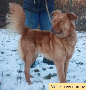 Mikul�