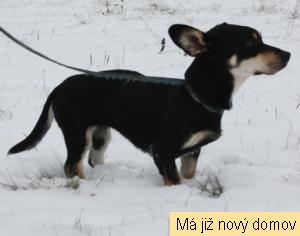 Olivie