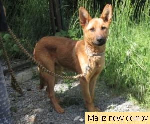 Pako