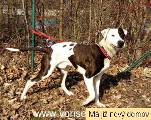 Pongo