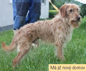 Roko