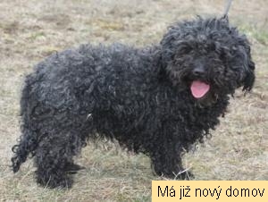 �tefy