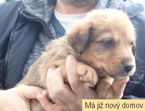 �t���tko �.2