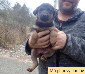 �t���tko �.3