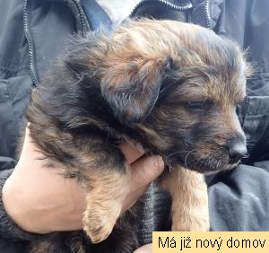 �t���tko �.4