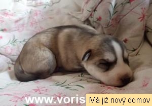 16.H �t���tko �.1