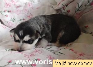 17.H �t���tko �.2