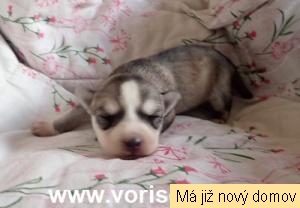 18.H �t���tko �.3