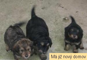 Pegy