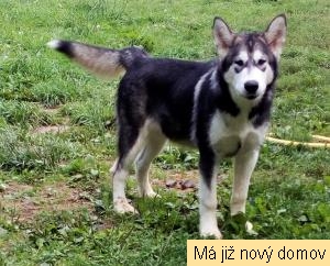 �t�ndo �.1