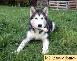 �t�ndo �.3