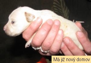 Marcelo