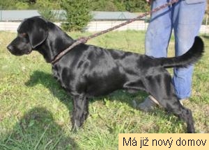 Tatar