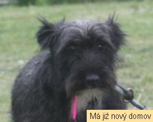 Terinka