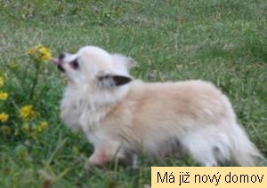 Tictac