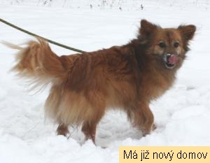 Timon (M��a)