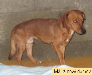 Vilík Vilík
