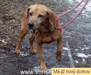 V�vra