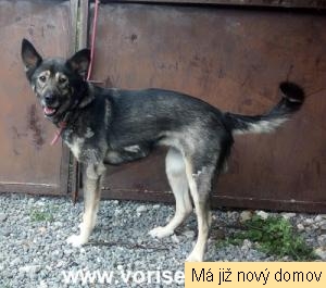 Zorka
