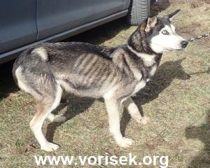 1-h-fenka1-1305-19-1486.jpg