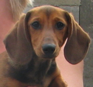 170-fibinka-5.jpg