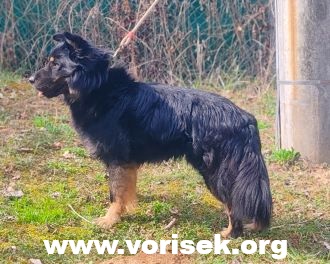 balu-1.jpg