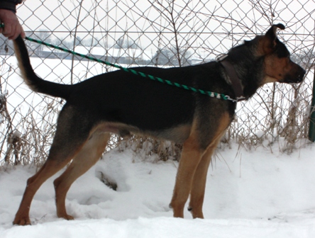 balu-454-13-2.jpg