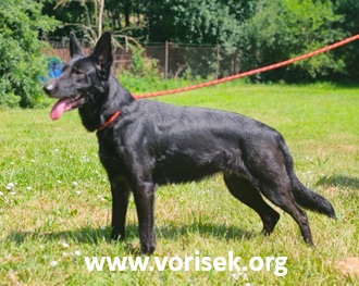 blacky-3.jpg
